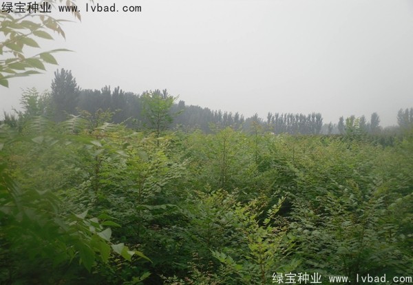<a href='http://www.njszjj.com/linmuzhongzi/1807.html' target='_blank'>北欒</a><a href='http://www.njszjj.com/' target='_blank'>種子</a>