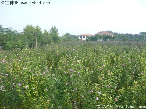 木槿<a href='http://www.njszjj.com/' target='_blank'>種子</a>
