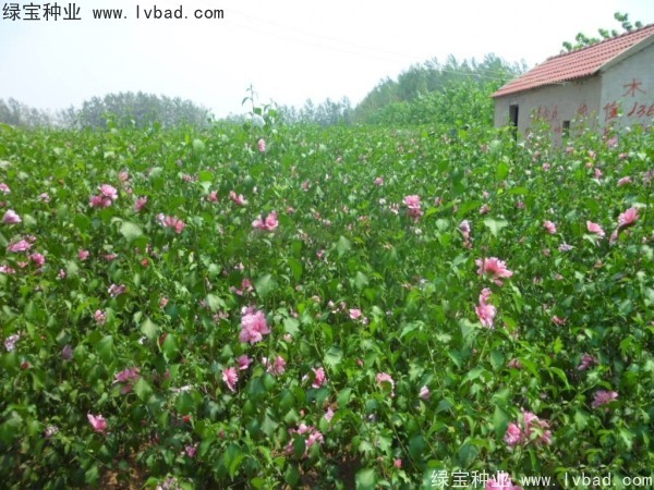 <a href='http://www.njszjj.com/linmuzhongzi/1808.html' target='_blank'>木槿種子</a>