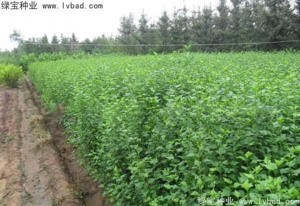 木槿<a href='http://www.njszjj.com/' target='_blank'>種子</a>