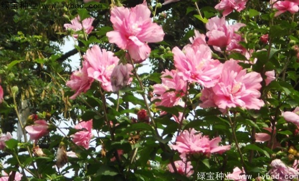 <a href='http://www.njszjj.com/linmuzhongzi/1808.html' target='_blank'>木槿</a><a href='http://www.njszjj.com/' target='_blank'>種子</a>