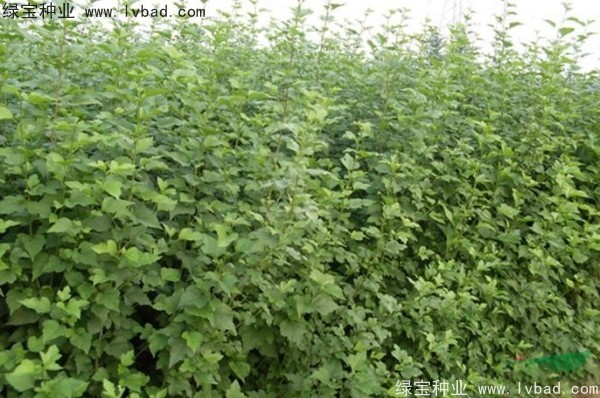 <a href='http://www.njszjj.com/linmuzhongzi/1808.html' target='_blank'>木槿種子</a>
