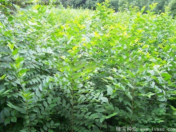 大葉<a href='http://www.njszjj.com/linmuzhongzi/1755.html' target='_blank'>樸樹</a><a href='http://www.njszjj.com/' target='_blank'>種子</a>