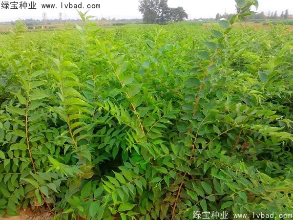 大葉<a href='http://www.njszjj.com/linmuzhongzi/1755.html' target='_blank'>樸樹種子</a>
