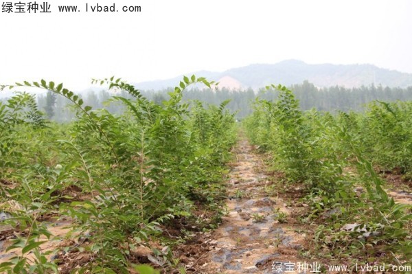 <a href='http://www.njszjj.com/linmuzhongzi/1809.html' target='_blank'>大葉樸樹種子</a>