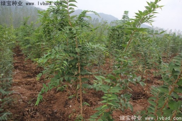<a href='http://www.njszjj.com/linmuzhongzi/1809.html' target='_blank'>大葉樸樹種子</a>