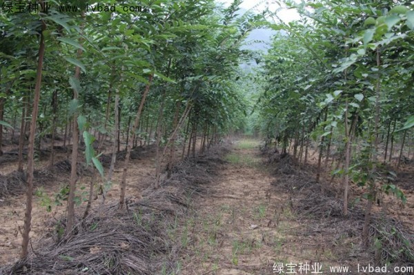 <a href='http://www.njszjj.com/linmuzhongzi/1810.html' target='_blank'>小葉樸樹種子</a>