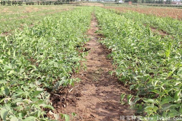 <a href='http://www.njszjj.com/linmuzhongzi/1810.html' target='_blank'>小葉樸樹</a>