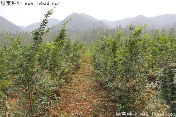小葉<a href='http://www.njszjj.com/linmuzhongzi/1755.html' target='_blank'>樸樹</a><a href='http://www.njszjj.com/' target='_blank'>種子</a>