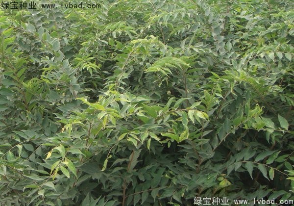 <a href='http://www.njszjj.com/linmuzhongzi/1810.html' target='_blank'>小葉樸樹種子</a>