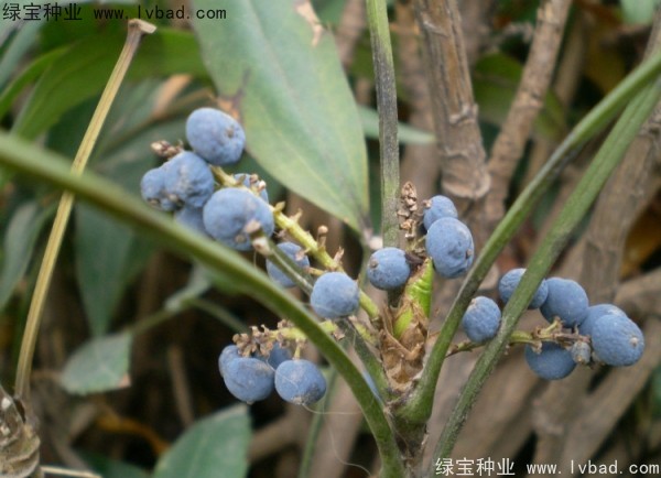 <a href='http://www.njszjj.com/linmuzhongzi/1811.html' target='_blank'>十大功勞種子</a>