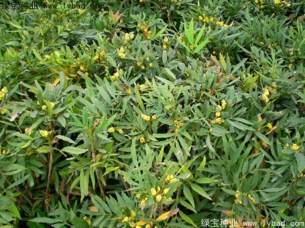 十大功勞<a href='http://www.njszjj.com/' target='_blank'>種子</a>