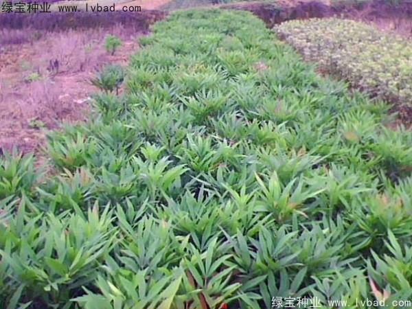 <a href='http://www.njszjj.com/linmuzhongzi/1811.html' target='_blank'>十大功勞種子</a>