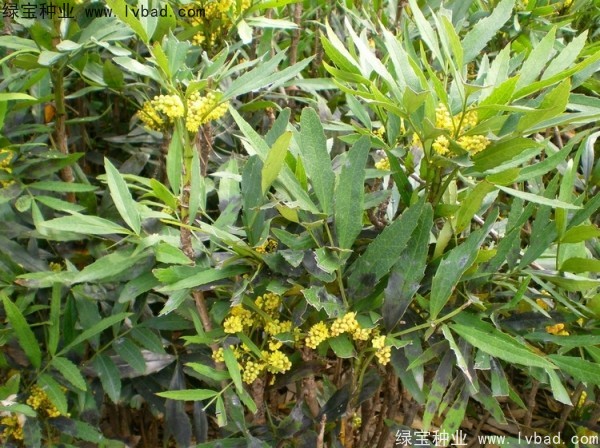 十大功勞<a href='http://www.njszjj.com/' target='_blank'>種子</a>