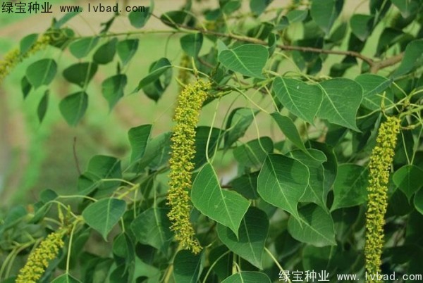 <a href='http://www.njszjj.com/linmuzhongzi/1812.html' target='_blank'>烏桕種子</a>