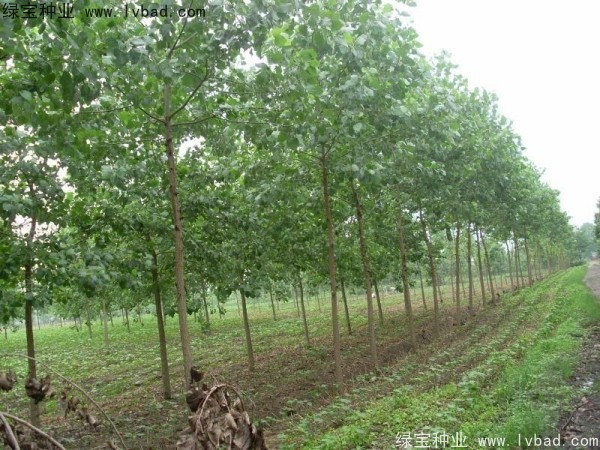 烏桕<a href='http://www.njszjj.com/' target='_blank'>種子</a>