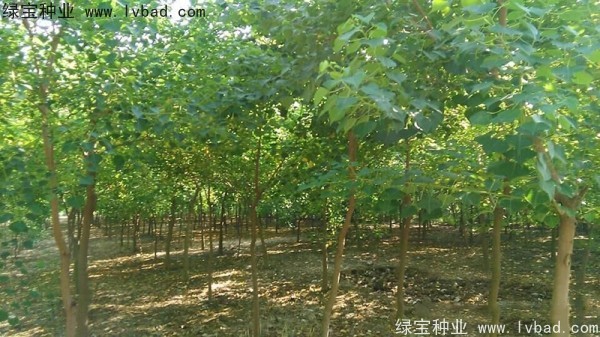 <a href='http://www.njszjj.com/linmuzhongzi/1812.html' target='_blank'>烏桕種子</a>