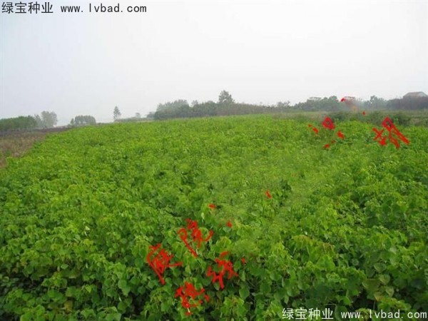 <a href='http://www.njszjj.com/linmuzhongzi/1812.html' target='_blank'>烏桕種子</a>