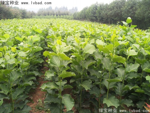 <a href='http://www.njszjj.com/linmuzhongzi/1813.html' target='_blank'>玉蘭種子</a>