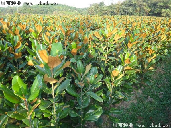 <a href='http://www.njszjj.com/linmuzhongzi/1813.html' target='_blank'>玉蘭種子</a>