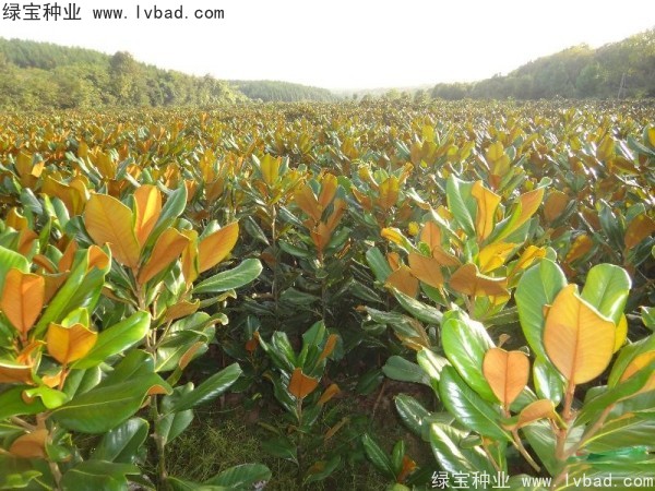 玉蘭<a href='http://www.njszjj.com/' target='_blank'>種子</a>