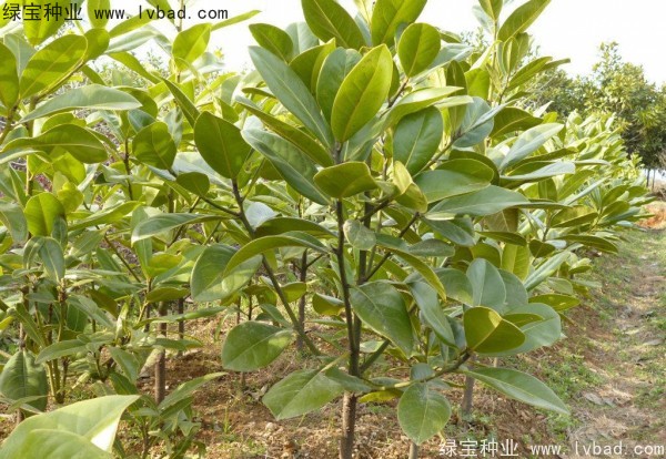 玉蘭<a href='http://www.njszjj.com/' target='_blank'>種子</a>