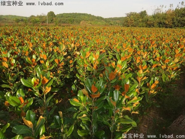<a href='http://www.njszjj.com/linmuzhongzi/1813.html' target='_blank'>玉蘭種子</a>