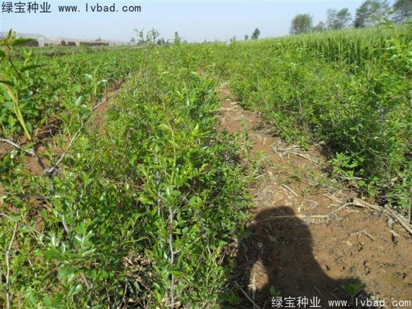 <a href='http://www.njszjj.com/linmuzhongzi/1814.html' target='_blank'>棗樹</a>