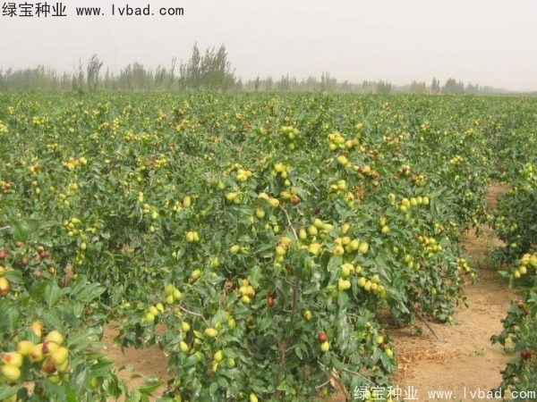 <a href='http://www.njszjj.com/linmuzhongzi/1814.html' target='_blank'>棗樹</a>
