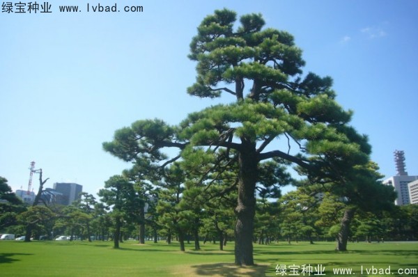 日本<a href='http://www.njszjj.com/linmuzhongzi/1716.html' target='_blank'>黑松種子</a>