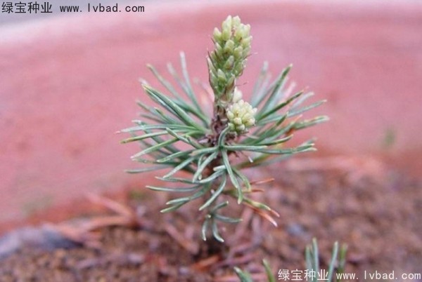 <a href='http://www.njszjj.com/linmuzhongzi/1817.html' target='_blank'>五針?biāo)?/a><a href='http://www.njszjj.com/' target='_blank'>種子</a>