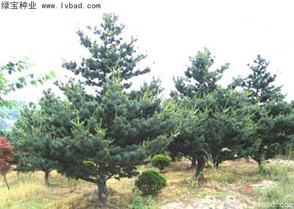 <a href='http://www.njszjj.com/linmuzhongzi/1817.html' target='_blank'>五針?biāo)煞N子</a>