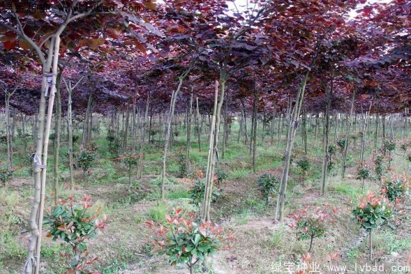 <a href='http://www.njszjj.com/linmuzhongzi/1818.html' target='_blank'>紅葉紫荊種子</a>