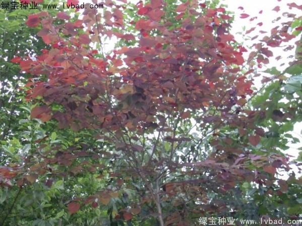 紅葉<a href='http://www.njszjj.com/linmuzhongzi/1760.html' target='_blank'>紫荊種子</a>