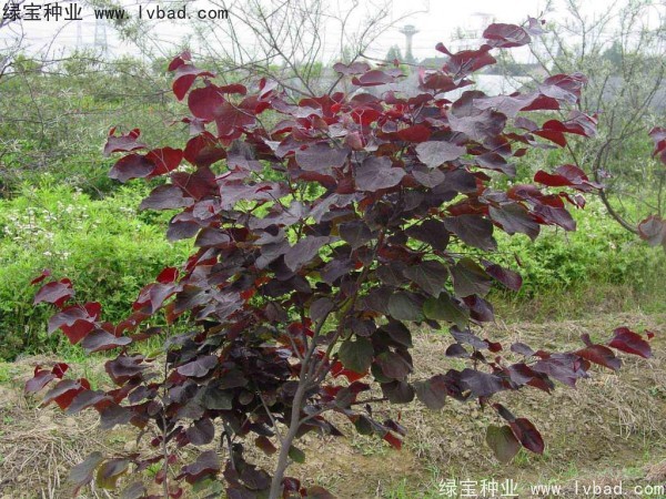 <a href='http://www.njszjj.com/linmuzhongzi/1818.html' target='_blank'>紅葉紫荊種子</a>
