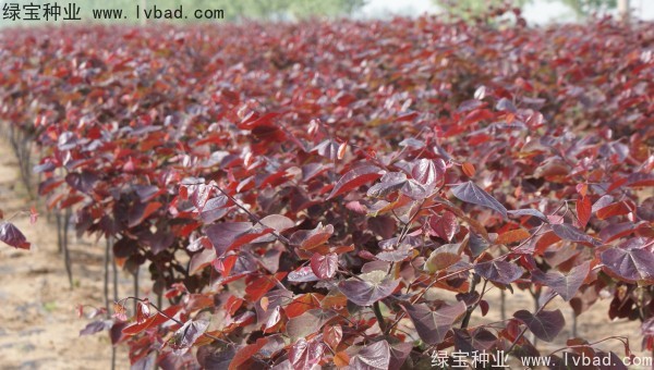 紫葉<a href='http://www.njszjj.com/linmuzhongzi/1760.html' target='_blank'>紫荊種子</a>
