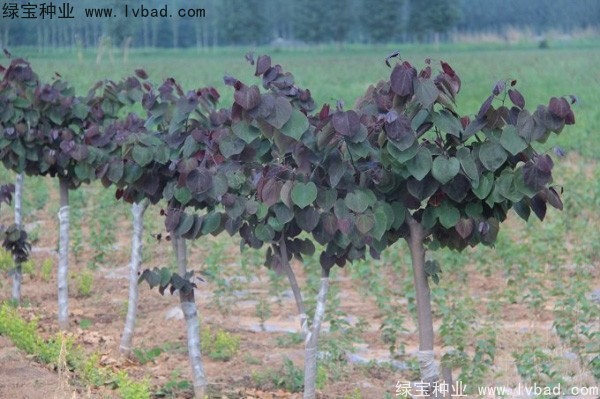 <a href='http://www.njszjj.com/linmuzhongzi/1819.html' target='_blank'>紫葉紫荊種子</a>