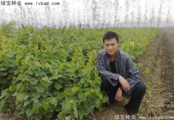 <a href='http://www.njszjj.com/linmuzhongzi/1819.html' target='_blank'>紫葉紫荊種子</a>