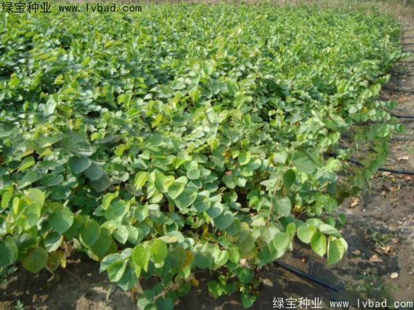 紫葉<a href='http://www.njszjj.com/linmuzhongzi/1760.html' target='_blank'>紫荊種子</a>