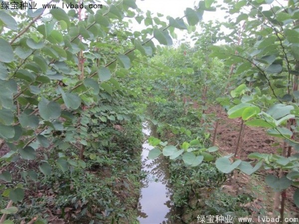 紫葉<a href='http://www.njszjj.com/linmuzhongzi/1760.html' target='_blank'>紫荊種子</a>