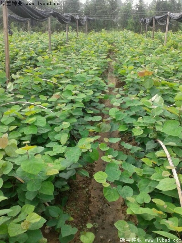 <a href='http://www.njszjj.com/linmuzhongzi/1819.html' target='_blank'>紫葉紫荊</a><a href='http://www.njszjj.com/' target='_blank'>種子</a>