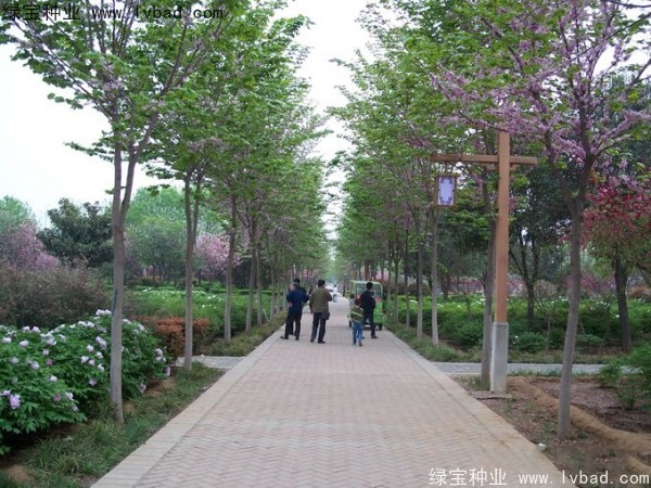 <a href='http://www.njszjj.com/linmuzhongzi/1820.html' target='_blank'>加拿大紫荊種子</a>