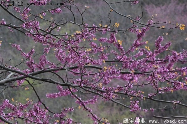 加拿大<a href='http://www.njszjj.com/linmuzhongzi/1760.html' target='_blank'>紫荊</a><a href='http://www.njszjj.com/' target='_blank'>種子</a>