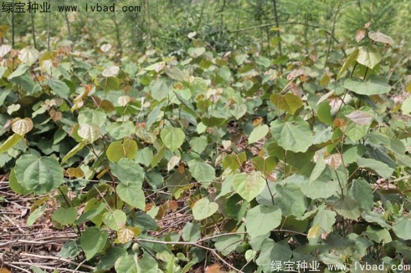 <a href='http://www.njszjj.com/linmuzhongzi/1820.html' target='_blank'>加拿大紫荊種子</a>