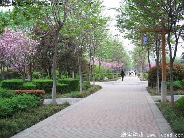 加拿大<a href='http://www.njszjj.com/linmuzhongzi/1760.html' target='_blank'>紫荊種子</a>