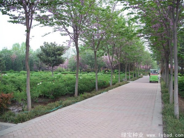 <a href='http://www.njszjj.com/linmuzhongzi/1820.html' target='_blank'>加拿大紫荊</a><a href='http://www.njszjj.com/' target='_blank'>種子</a>