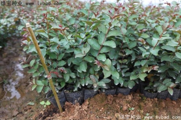 <a href='http://www.njszjj.com/linmuzhongzi/1821.html' target='_blank'>紅花紫薇種子</a>