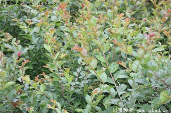 <a href='http://www.njszjj.com/linmuzhongzi/1821.html' target='_blank'>紅花紫薇</a>種子