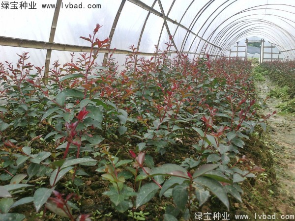 紅花<a href='http://www.njszjj.com/linmuzhongzi/1698.html' target='_blank'>紫薇種子</a>