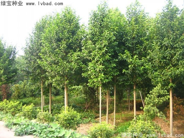 樂昌<a href='http://www.njszjj.com/linmuzhongzi/1802.html' target='_blank'>含笑種子</a>